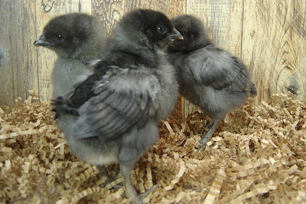 3 Pullet Chicks Week 1 - Steel Blues